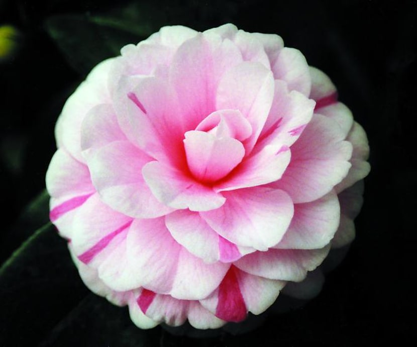 
Camellia japonica 'April Dawn'
