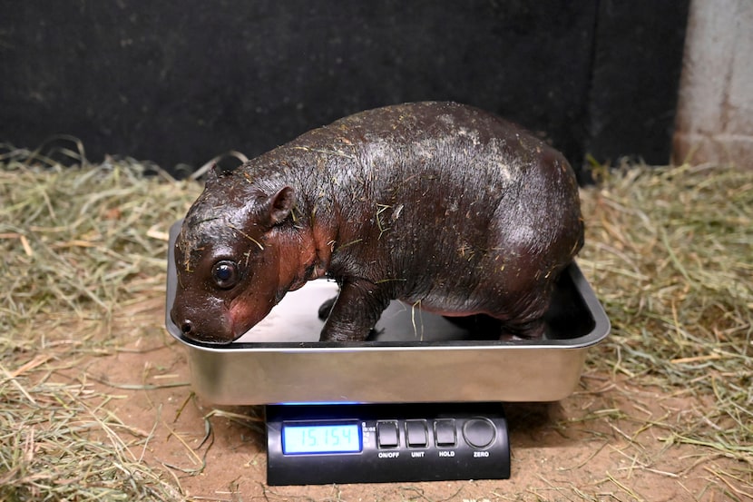 Esta fotografía proporcionada por el Zoológico Metropolitano de Richmond muestra una cría de...