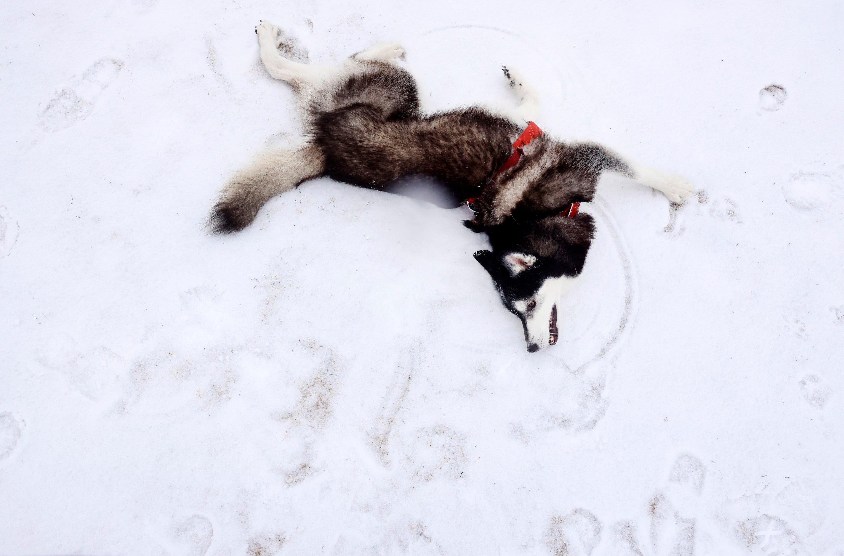 After a band of sleet dropped about 2 inches of sleet in Arlington, 7-yr-old Husky, Jax, was...