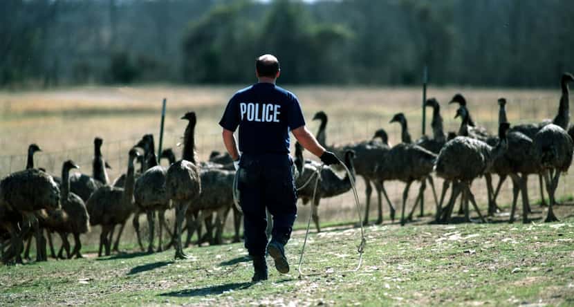 A Red Oak officer attempts to lasso emaciated emus in February 1999.