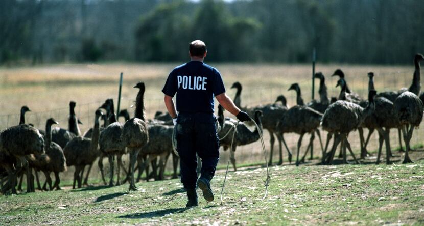 A Red Oak officer attempts to lasso emaciated emus in February 1999.
