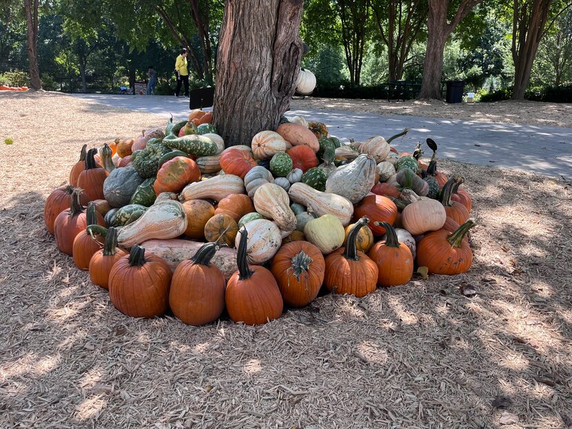 Otoño en el Dallas arboretum con 100,000 calabazas para contar cuentos de hadas este 2022