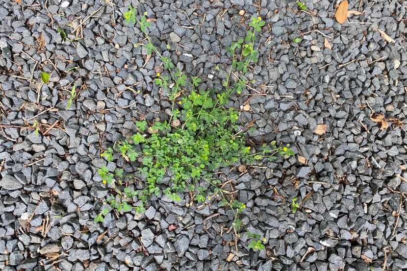 Weeds in gravel can easily be controlled with vinegar herbicides.