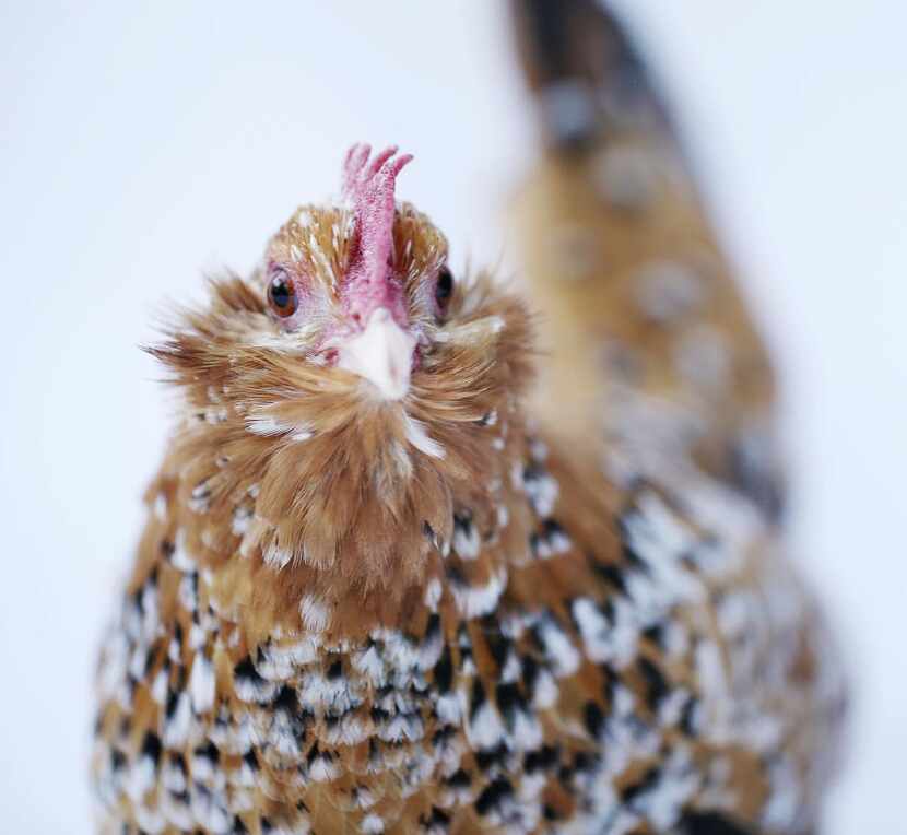 Goldie  is one of the chickens in Mariana Greene’s flock.