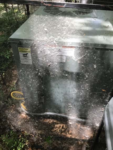 Flowers from female cottonwood trees can clog the screens around air conditioners.