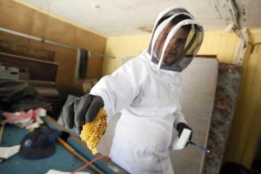  Scudder holds a piece of bee hive before tasting the honey. Schumacher estimated the hive...