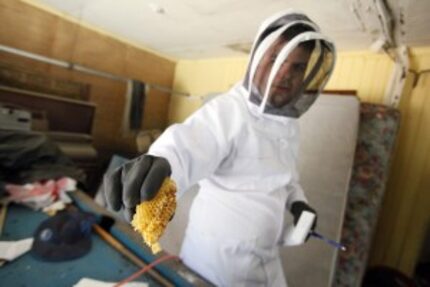  Scudder holds a piece of bee hive before tasting the honey. Schumacher estimated the hive...