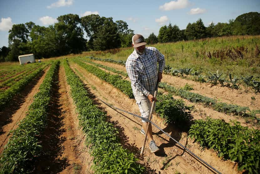 Doug Williams works on transferring irrigation onto pepper plants at Grow It Forward Farm in...