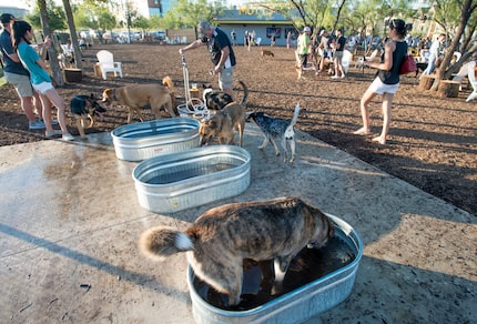 Dogs can hop in the water troughs at Mutts Canine Cantina.