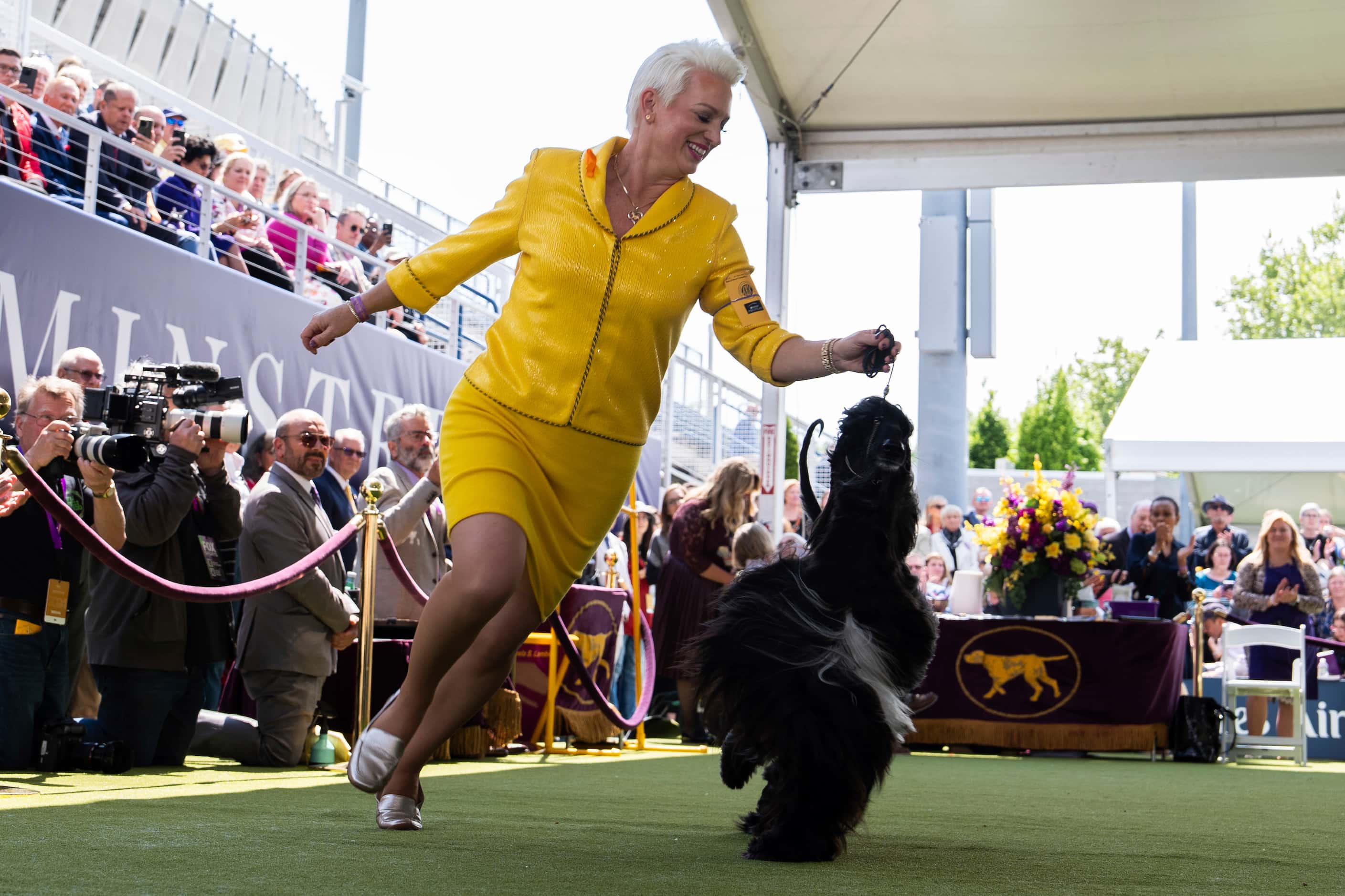 Handler Alicia Jones runs with Afghan Hound Louis during breed group judging at the 148th...