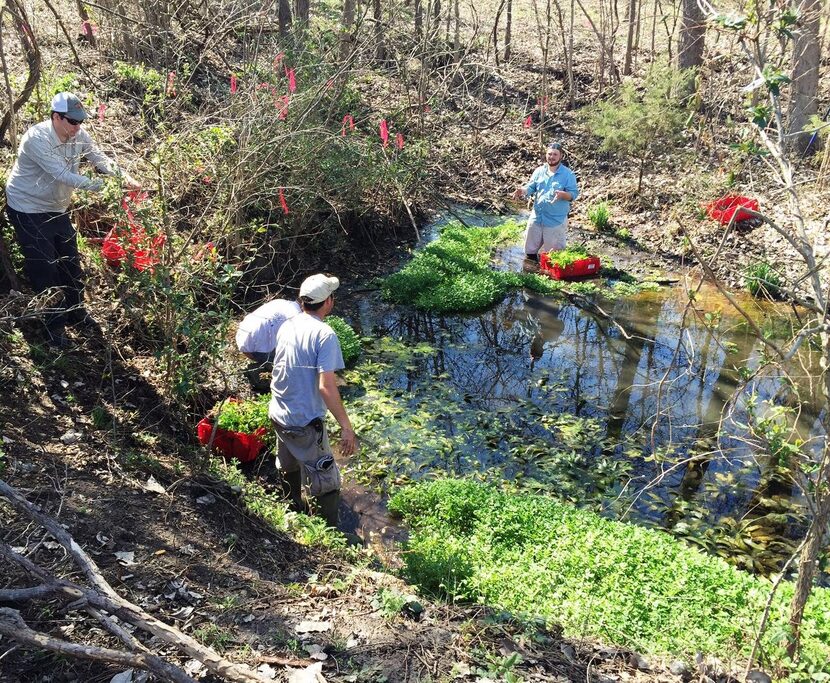 Lynde Dodd,  a research biologist with the Lewisville Aquatic Ecosystem Research Facility,...