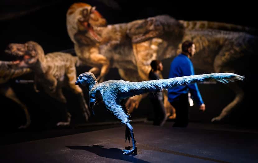 A furry, newborn T rex greets visitors to the ’T. rex: The Ultimate Predator’ exhibit now...
