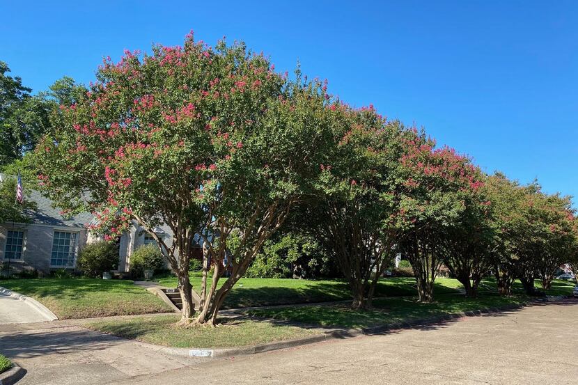 These crape myrtles on McCommas Boulevard in Dallas show us how the trees are meant to look...