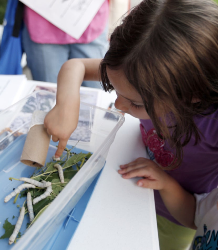 Sarah Friedl, 6, feels the texture of a silk worm during a Nocturnal moth watching event at...