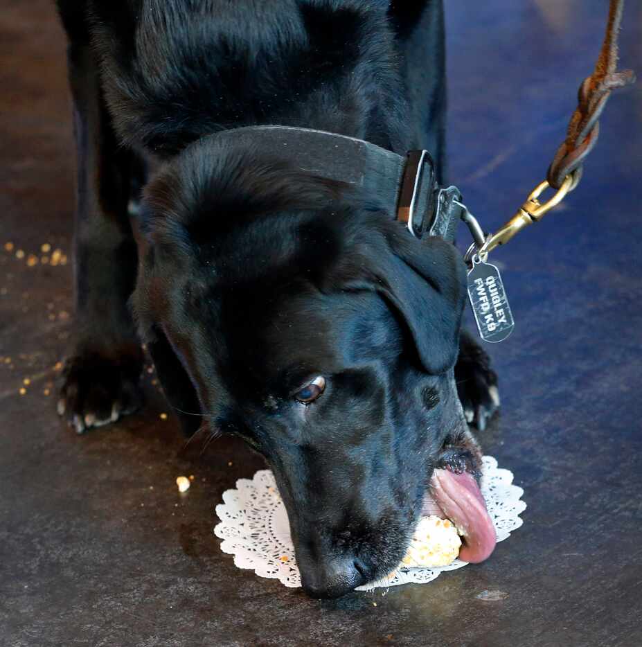 The Fort Worth Fire Department's explosive detection K-9, Quigley, retired Wednesday, Jan....