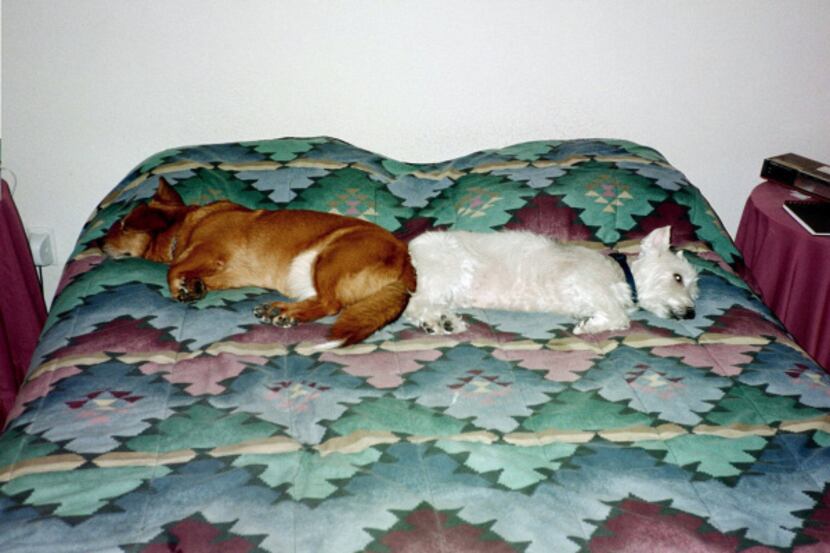 Maggie and her longtime buddy, Casper, lounging on the bed in 2002. Casper passed away in 2007.