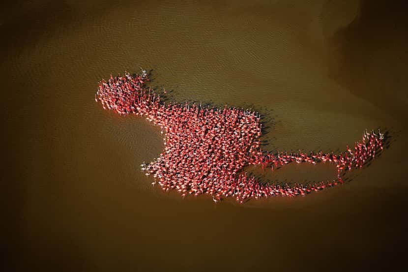 Flamingos align in a birdlike formation in a lagoon along the Gulf of Mexico near Chuburn....