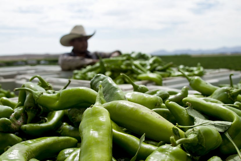 A worker harvests Hatch chiles near Hatch, N.M. 