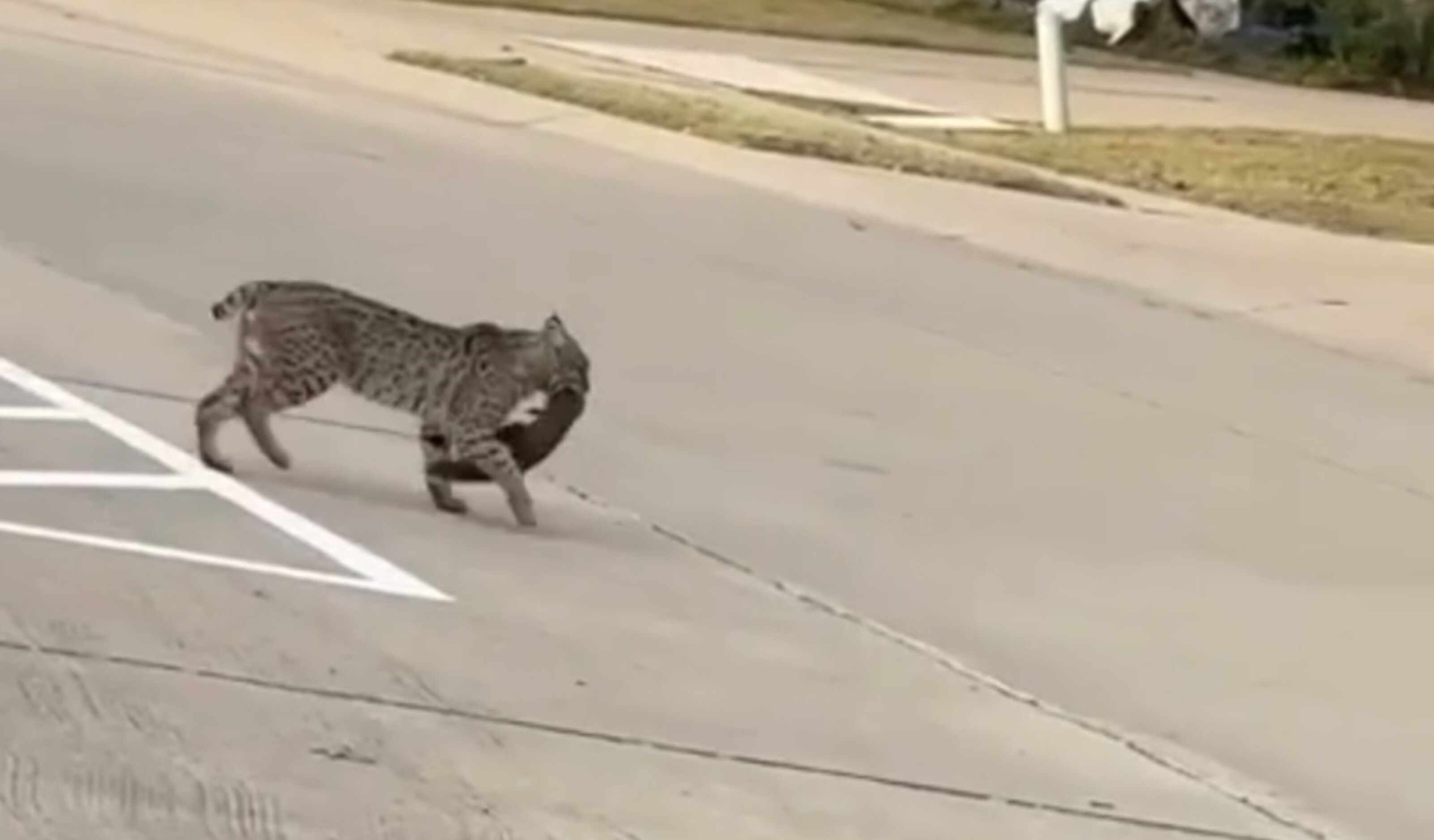 Mujer que paseaba su perro se cruza con un gato montés en Plano