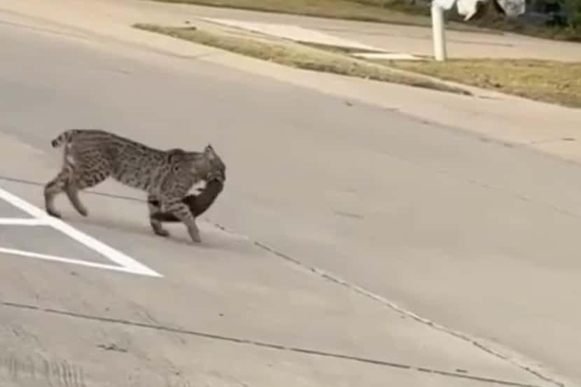Un gato montés cruzando una calle en Plano esta semana.