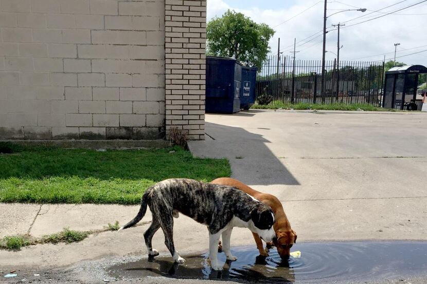 
A few of the dogs that wander Jamaica Street in South Dallas, just one of the neighborhoods...