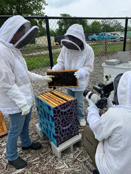 UTD offers a variety of courses, including ones dedicated to honeybees and pollination.
