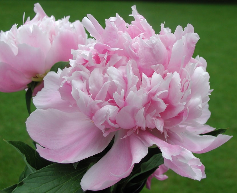 Anytime during the dormant season is fine to transplant peonies, but fall is best.