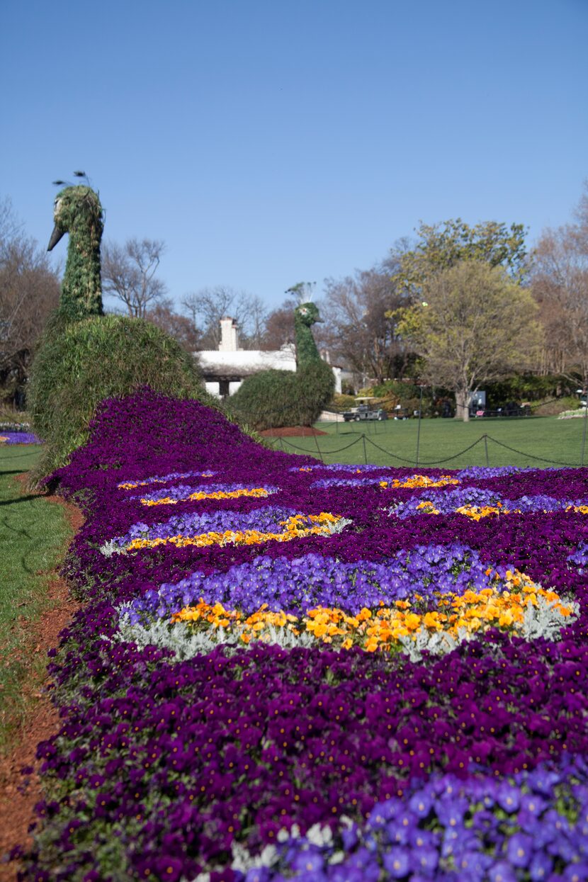 The 2014 edition of Dallas Blooms at the Dallas Arboretum features peacock topiaries.