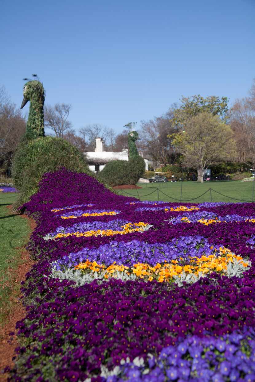 The 2014 edition of Dallas Blooms at the Dallas Arboretum features peacock topiaries.