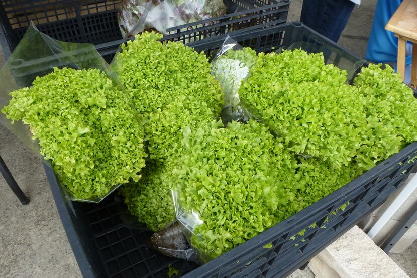 Texas Fungus was selling this unusual, frilly green incised lettuce at White Rock Farmers...