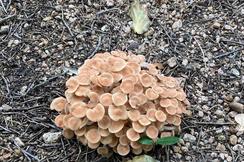 Honey fungus commonly grows on injured or dead tree roots.