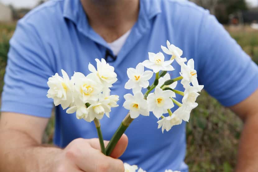 A double form of the Narcissus tazetta 'Grand Primo' from Southern Bulb Co.