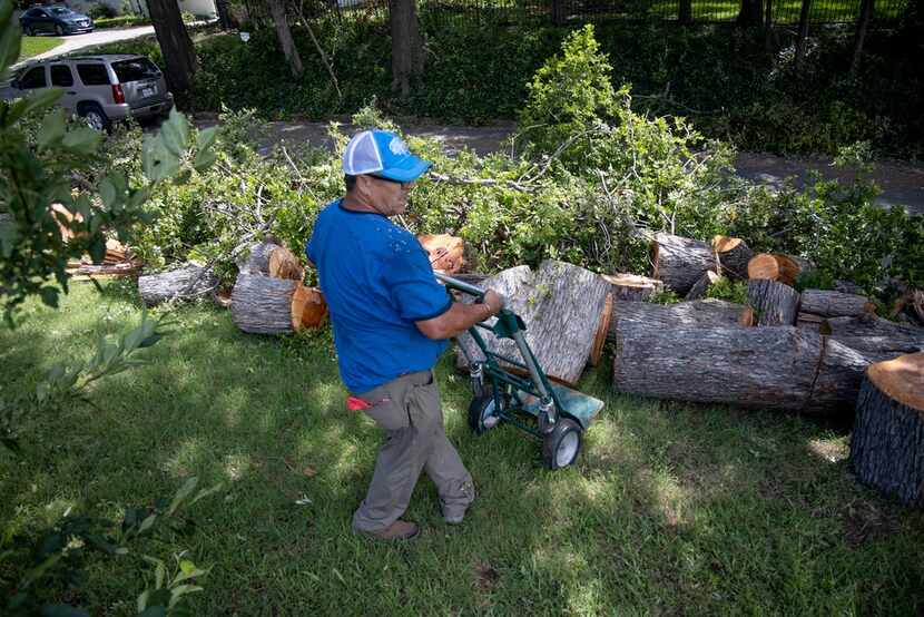 Isidro Medrano works to remove a tree near White Rock Lake in Dallas on Monday, June 10,...