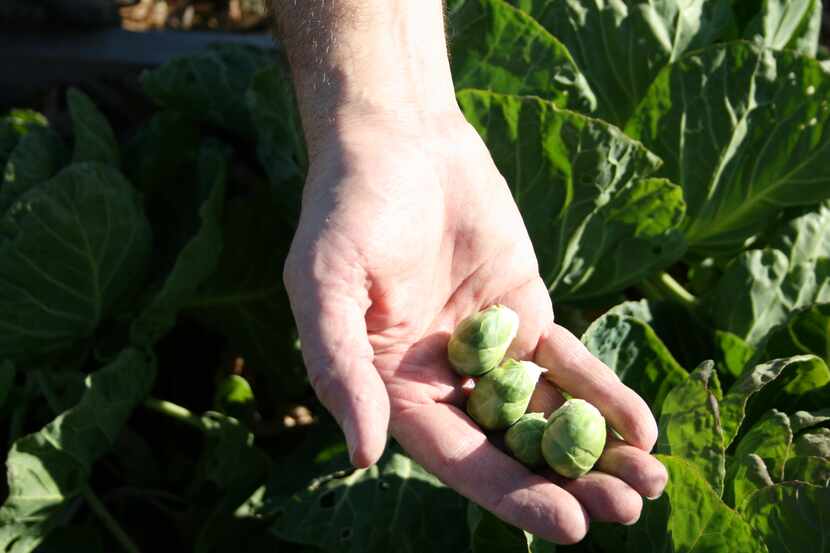 Chip VanPelt holds Brussels sprouts from the winter planting crop at Fresh Connections...