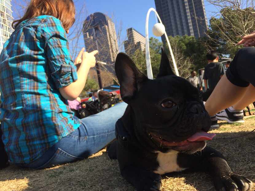 Bruce Wayne the French bulldog chills at Klyde Warren Park.