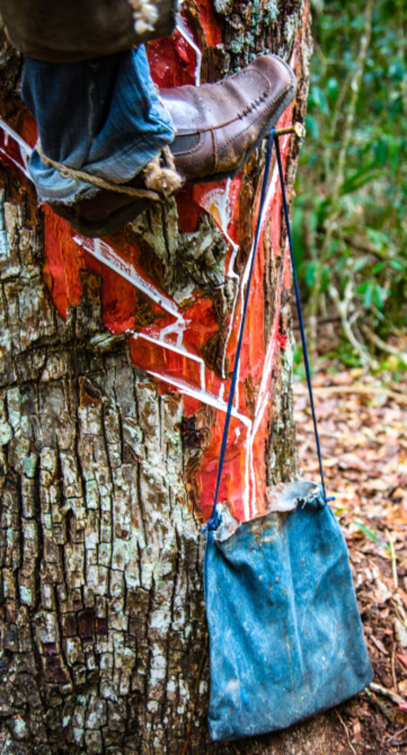 Sap drips into a leather bag tacked to the bottom of a tree trunk. Natural chewing gum is...