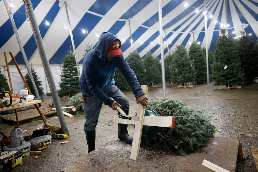 Sergio Garcia walked on a tree at Patton's Christmas Trees on Dec. 4 in Dallas. 