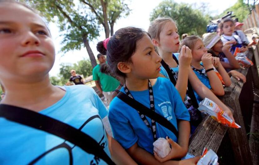
Campers at the Dallas Zoo attended Thursday’s birthday celebration for Winspear the cheetah...