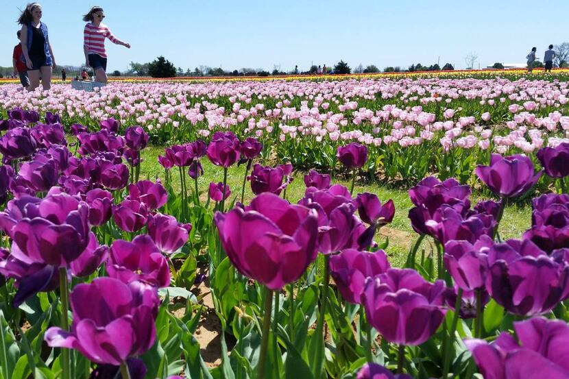 Texas Tulips bloomed brightly in 2016. It's now open for the 2017 season, which runs through...