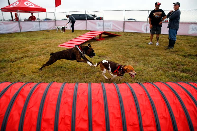 Brewtus, a boxer owned by Andrew Repp of Lewisville (left) chases Willie, a beagle.