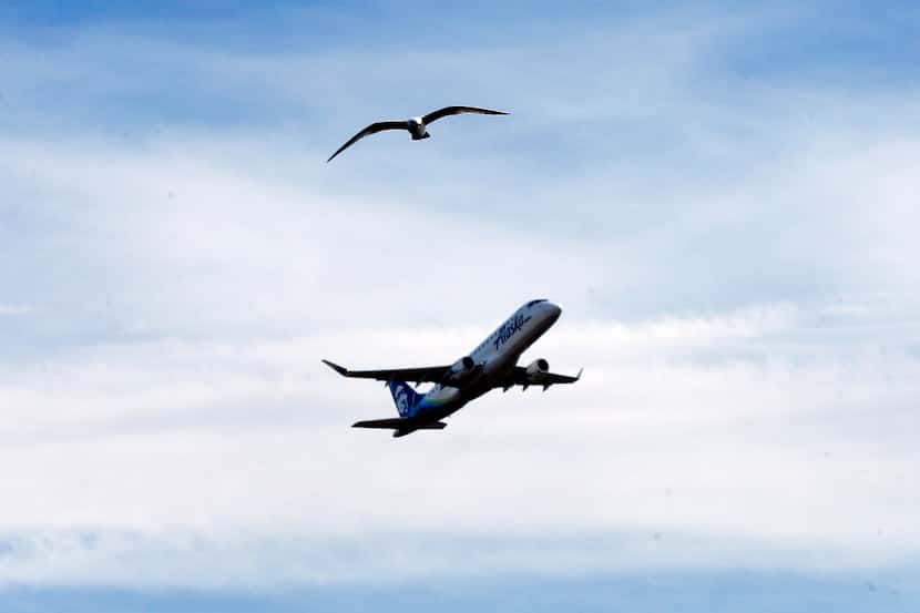 An Alaska Airlines jet takes off over Bachman Lake where birds gather near Love Field in...