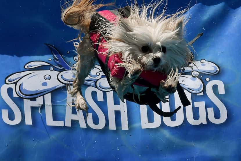Crazy Daisy leaped from the dock during Splash Dogs' stop in Costa Mesa, Calif., earlier...