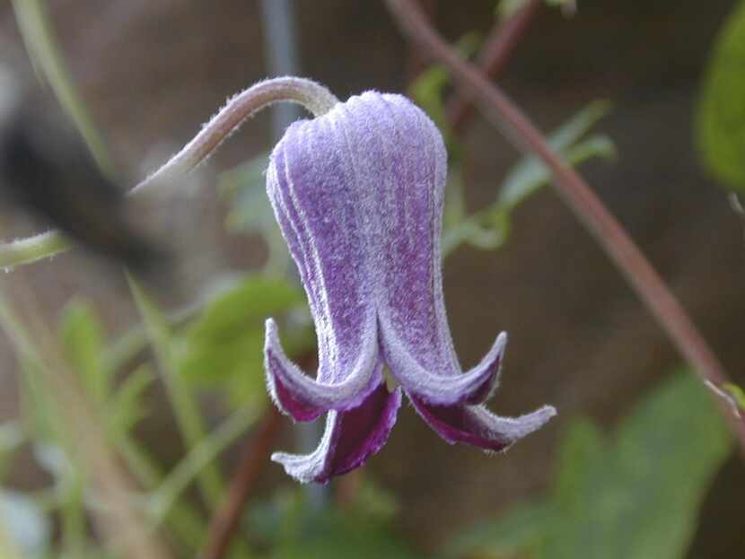 
The interesting flowers of native Clematis pitcheri, for sale at the Heard, are long...