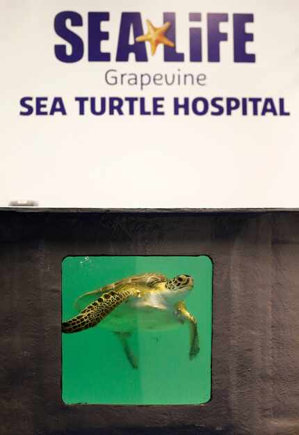 Frio, a green sea turtle found with numerous ailments in Corpus Christi, is recuperating at...