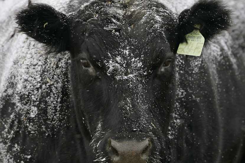 A cow at a San Antonio stock show between Feb. 11-14 was diagnosed with rabies, Texas health...