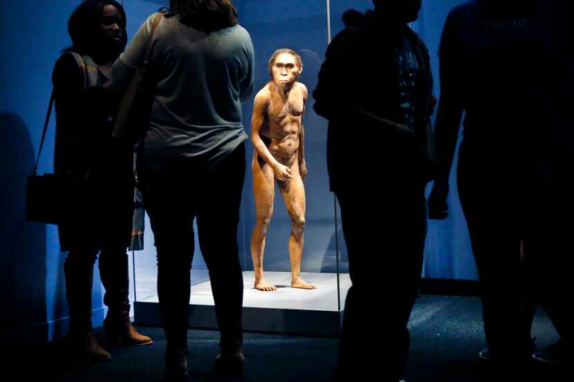 A full-figure model based on the Homo naledi skeleton named Neo, a 300,000-year-old adult...