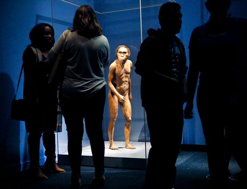 A full-figure model based on the Homo naledi skeleton named Neo, a 300,000-year-old adult...