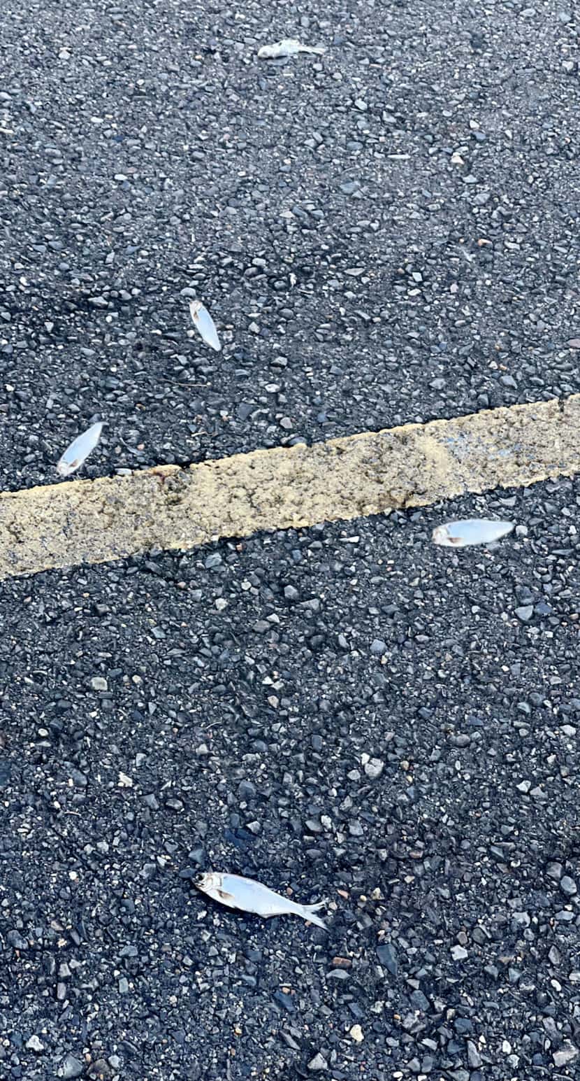 Fish fell from the sky in Texarkana during a storm in December. 