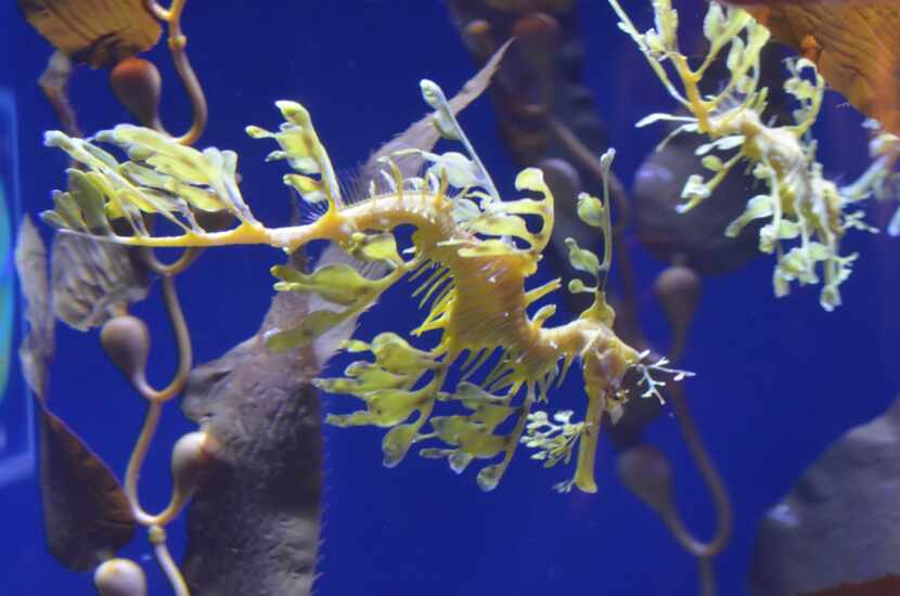 The Horses and Dragons exhibit at Aquarium of the Pacific is home to the leafy sea dragon,...