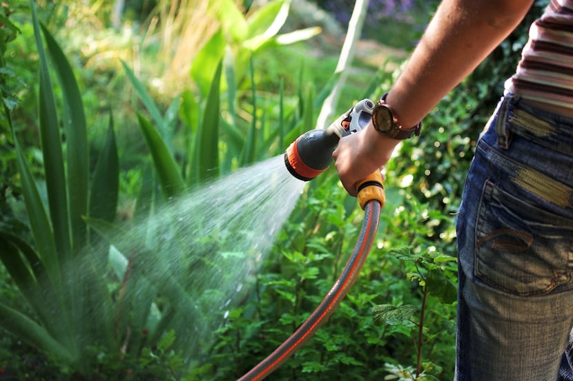 It's important to keep leaves as dry as possible when watering plants.